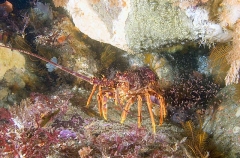 Southern Rock Lobster (Jasus edwardsii) Southern Rock Lobster (Jasus edwardsii)