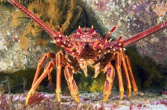 Southern Rock Lobster (Jasus edwardsii) Southern Rock Lobster (Jasus edwardsii)