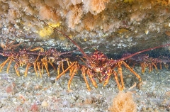 Southern Rock Lobsters (Jasus edwardsii) Southern Rock Lobsters (Jasus edwardsii)