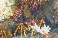 Southern Rock Lobsters (Jasus edwardsii) Southern Rock Lobsters (Jasus edwardsii)