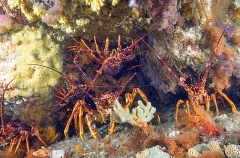 Southern Rock Lobsters (Jasus edwardsii) Southern Rock Lobsters (Jasus edwardsii)