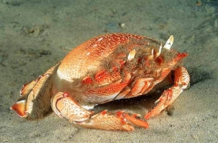 Spanner Crab (Ranina ranina) Spanner Crab (Ranina ranina)