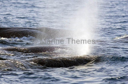 Sperm Whales (Physeter macrocephalus) Sperm Whales (Physeter macrocephalus)