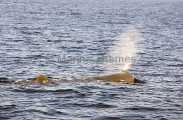 Sperm Whale (Physeter macrocephalus) Sperm Whale (Physeter macrocephalus)