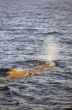 Sperm Whale (Physeter macrocephalus) Sperm Whale (Physeter macrocephalus)