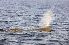 Sperm Whale (Physeter macrocephalus) Sperm Whale (Physeter macrocephalus)
