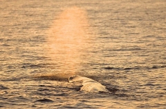 Sperm Whale (Physeter macrocephalus) Sperm Whale (Physeter macrocephalus)