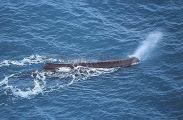 Sperm Whale (Physeter macrocephalus) Sperm Whale (Physeter macrocephalus)