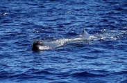 Sperm Whale (Physeter macrocephalus)