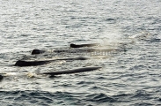 Sperm Whales (Physeter macrocephalus) Sperm Whales (Physeter macrocephalus)