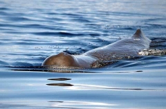 Sperm Whale (Physeter macrocephalus) Sperm Whale (Physeter macrocephalus)