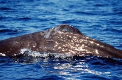 Sperm Whale (Physeter macrocephalus) Sperm Whale (Physeter macrocephalus)