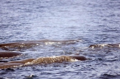 Sperm Whales (Physeter macrocephalus) Sperm Whales (Physeter macrocephalus)
