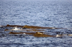 Sperm Whales (Physeter macrocephalus) Sperm Whales (Physeter macrocephalus)