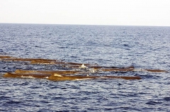 Sperm Whales (Physeter macrocephalus) Sperm Whales (Physeter macrocephalus)