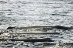 Sperm Whales (Physeter macrocephalus) Sperm Whales (Physeter macrocephalus)