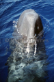 Sperm Whale (Physeter macrocephalus) Sperm Whale (Physeter macrocephalus)