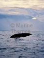 Sperm Whale (Physeter macrocephalus) Sperm Whale (Physeter macrocephalus)