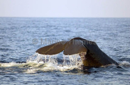 Sperm Whale (Physeter macrocephalus) Sperm Whale (Physeter macrocephalus)