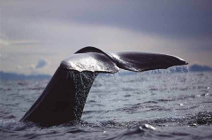 Sperm Whale (Physeter macrocephalus) Sperm Whale (Physeter macrocephalus)