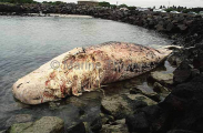 Sperm Whale (Physeter macrocephalus) Sperm Whale (Physeter macrocephalus)