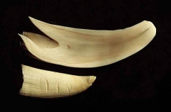Sperm Whale (Physeter macrocephalus) Sperm Whale (Physeter macrocephalus)