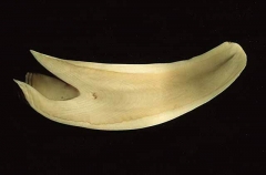 Sperm Whale (Physeter macrocephalus) Sperm Whale (Physeter macrocephalus)