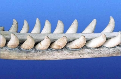 Sperm Whale (Physeter macrocephalus) Sperm Whale (Physeter macrocephalus)