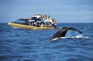 Sperm Whale (Physeter macrocephalus) Sperm Whale (Physeter macrocephalus)