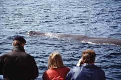 Sperm Whale (Physeter macrocephalus) Sperm Whale (Physeter macrocephalus)