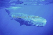 Sperm Whale (Physeter macrocephalus) Sperm Whale (Physeter macrocephalus)