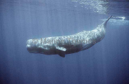 Sperm Whale (Physeter macrocephalus) Sperm Whale (Physeter macrocephalus)