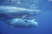 Sperm Whales (Physeter macrocephalus) Sperm Whales (Physeter macrocephalus)