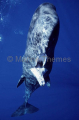Sperm Whale (Physeter macrocephalus) Sperm Whale (Physeter macrocephalus)