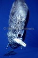 Sperm Whale (Physeter macrocephalus) Sperm Whale (Physeter macrocephalus)