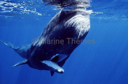 Sperm Whale (Physeter macrocephalus) Sperm Whale (Physeter macrocephalus)