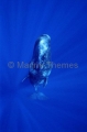 Sperm Whale (Physeter macrocephalus) Sperm Whale (Physeter macrocephalus)