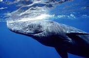 Sperm Whale (Physeter macrocephalus)
