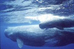 Sperm Whales (Physeter macrocephalus) Sperm Whales (Physeter macrocephalus)