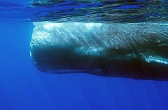 Sperm Whale (Physeter macrocephalus) Sperm Whale (Physeter macrocephalus)