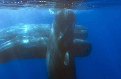 Sperm Whale (Physeter macrocephalus) Sperm Whale (Physeter macrocephalus)