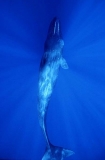 Sperm Whale (Physeter macrocephalus) Sperm Whale (Physeter macrocephalus)