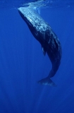 Sperm Whale (Physeter macrocephalus) Sperm Whale (Physeter macrocephalus)