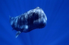 Sperm Whale (Physeter macrocephalus) Sperm Whale (Physeter macrocephalus)