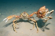 Spider Crabs (Leptomithrax gaimardii) Spider Crabs (Leptomithrax gaimardii)