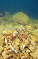 Spider Crab (Leptomithrax gaimardii) Spider Crab (Leptomithrax gaimardii)