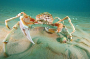 Spider Crab (Leptomithrax gaimardii) Spider Crab (Leptomithrax gaimardii)