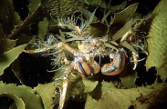 Spider Crab (Naxia aurita) Spider Crab (Naxia aurita)