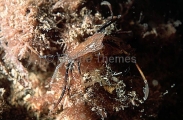 Triangle Crab (Trigonoplax unguiformis longirostris) Triangle Crab (Trigonoplax unguiformis longirostris)