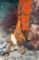Decorator Crab (Hyastenus elatus) Decorator Crab (Hyastenus elatus)